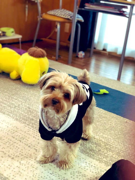 バロン  ヨークシャー・テリア