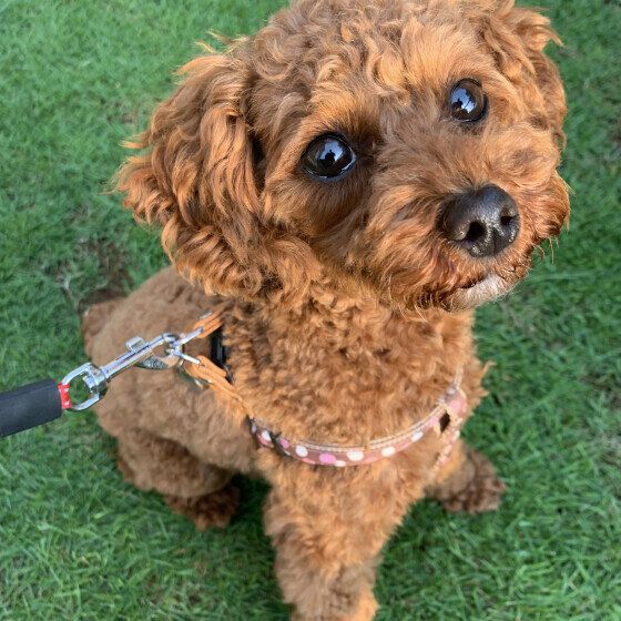 トイ・プードルのニアちゃん