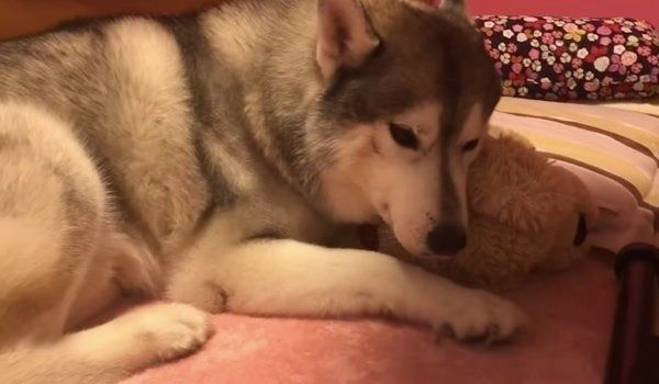 ぬいぐるみを抱くシベリアン・ハスキー