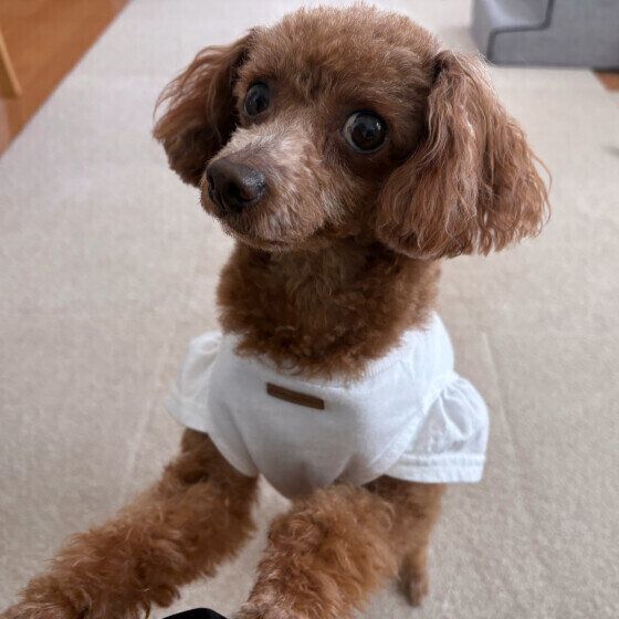 遊んでほしいトイ・プードル