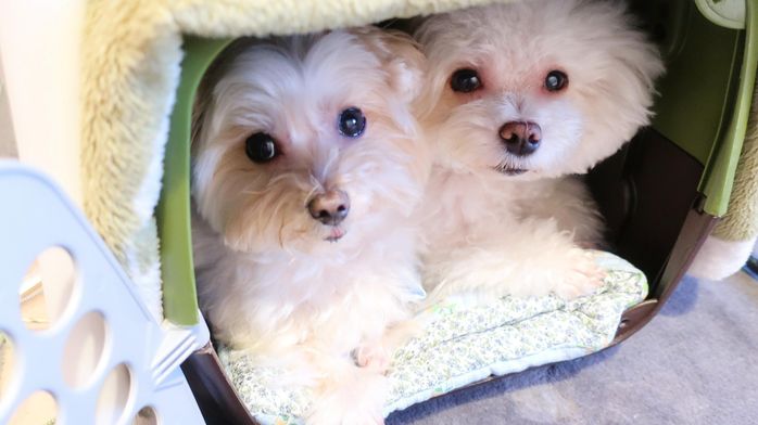 一緒に暖をとる犬(写真:左)と犬(写真:右)