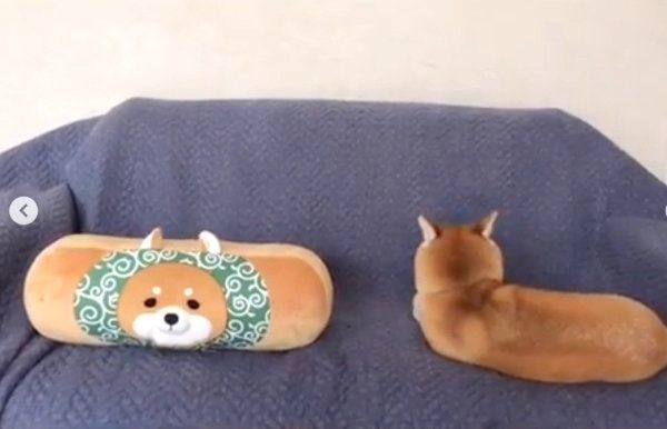 「新入り」と並ぶ柴犬