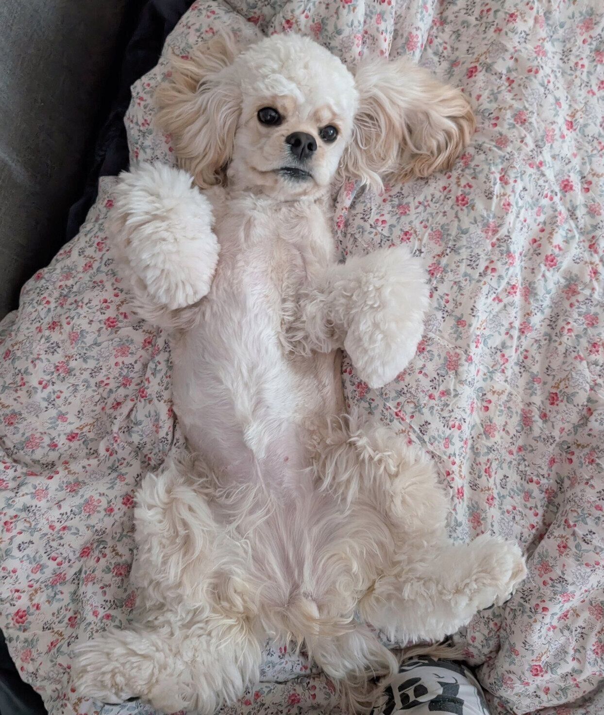 ナデナデを要求するパルちゃん