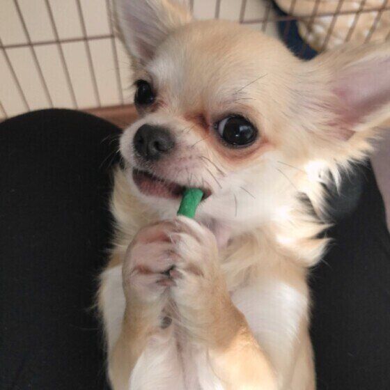 獣医師監修 犬に小松菜を与えるときは注意が必要 与えるメリットとデメリットを解説 いぬのきもちweb Magazine