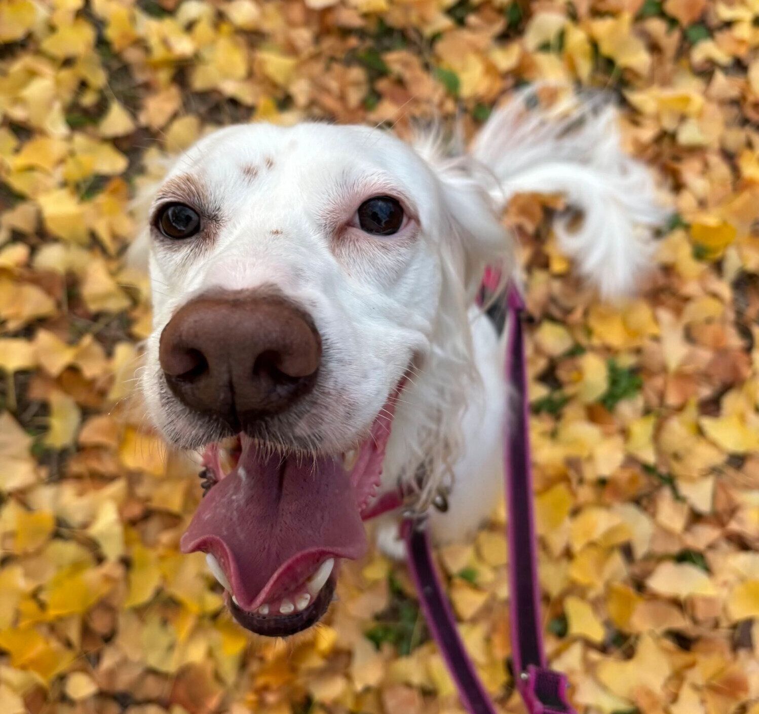 笑顔が可愛い麦ちゃん