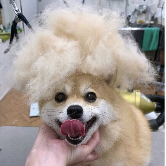 Ｍｉｘ（雑種）小型犬　もふもふ