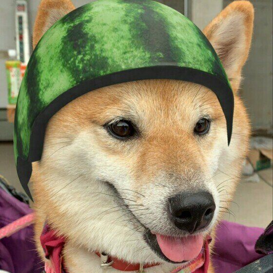 スイカの皮の柄の布製帽子をすっぽり被って少し舌を出して笑っている茶色の柴犬