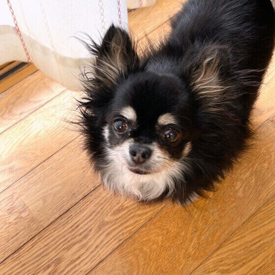 チワワのマロンちゃん