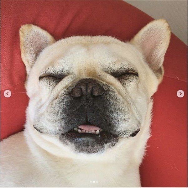 ダメになるワンコ