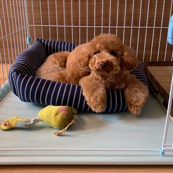 トイ・プードルの茶々丸ドナルドくん