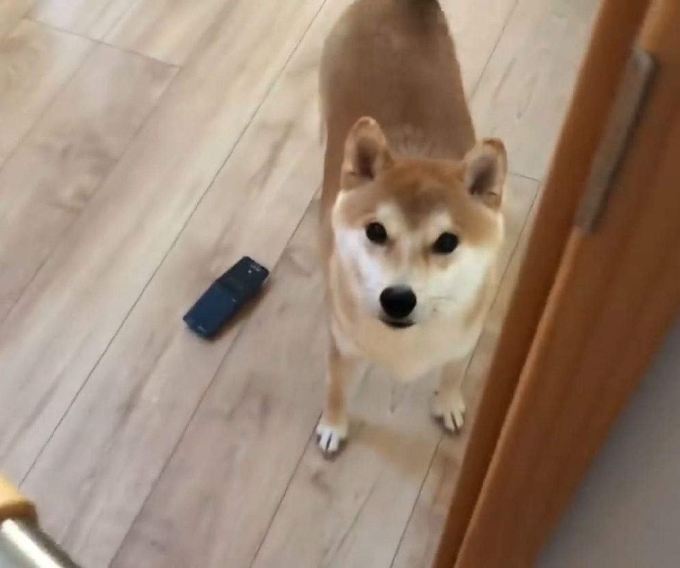 ばぁばに会えて幸せすぎる柴犬 うれし鳴きがかわいい いぬのきもちweb Magazine ばぁばに会えて幸せすぎる柴犬 うれし鳴きがかわいい いぬのきもちweb Magazine