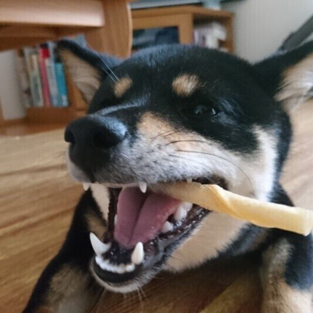 獣医師監修 犬が歯磨きを嫌がるときは ケース別おすすめグッズを解説 いぬのきもちweb Magazine 獣医師監修 犬が歯磨きを嫌がるときは ケース別おすすめグッズを解説 いぬのきもちweb Magazine