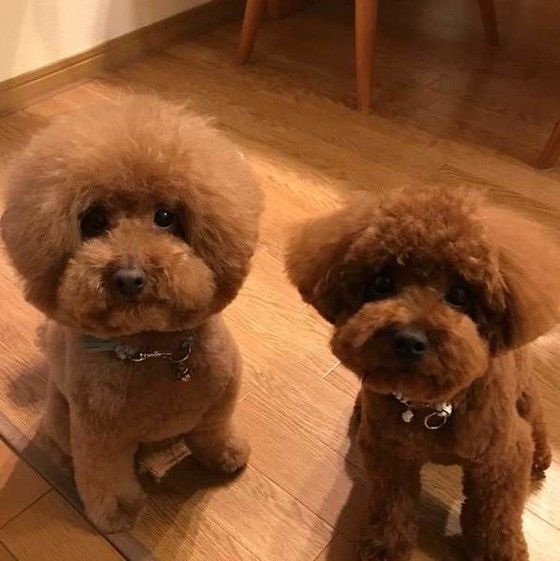 見つめるトイ・プードル