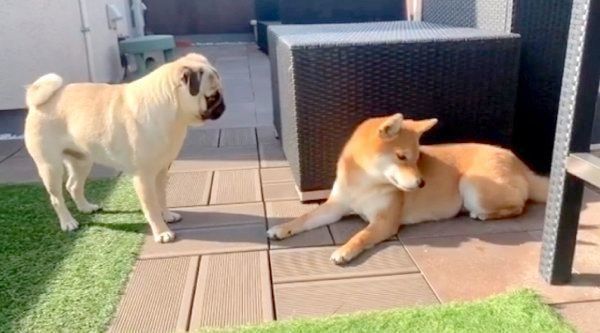 アキちゃんに告白するラルくん