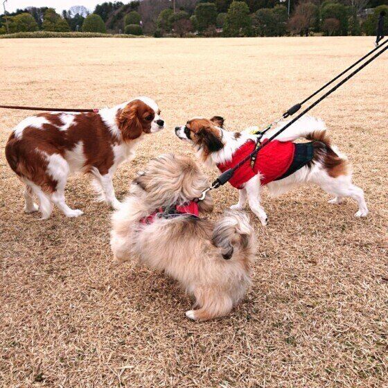 仲良しな犬たち