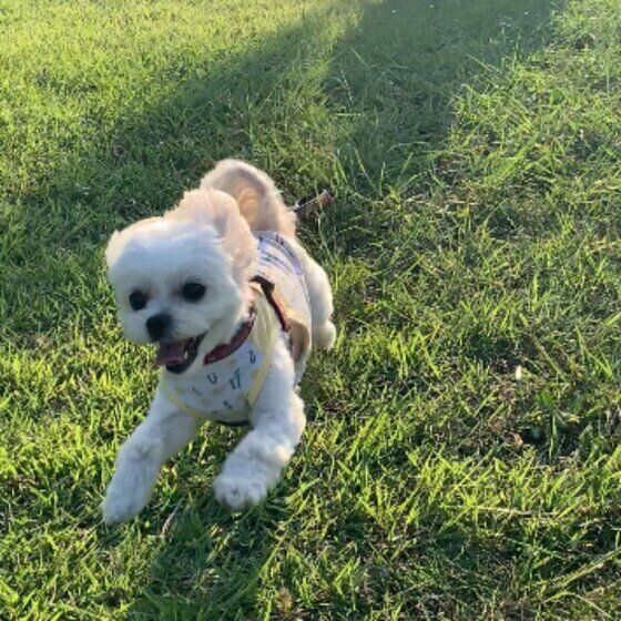 MIXのドルちゃん