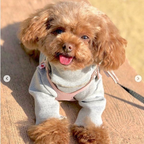 元繁殖犬・トイ・プードルのニコちゃん