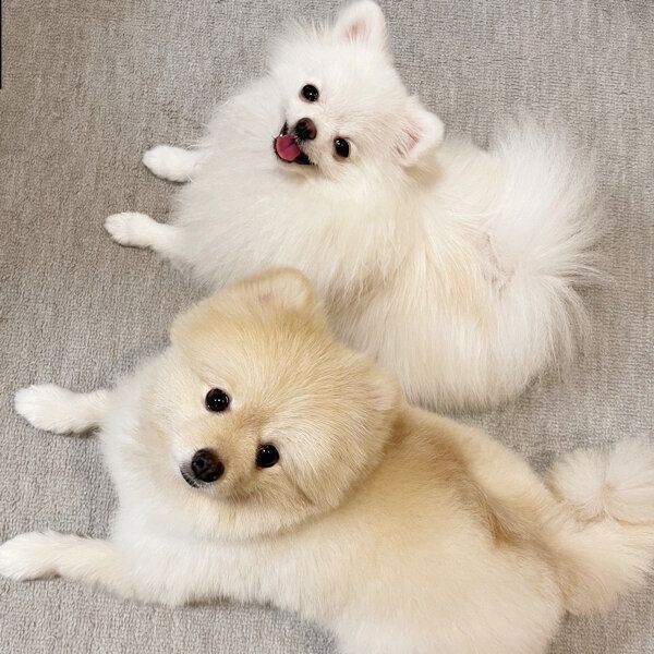 フセをするぺこちゃん、ころすけくん