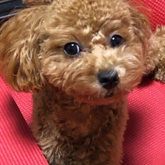 見つめるトイ・プードル