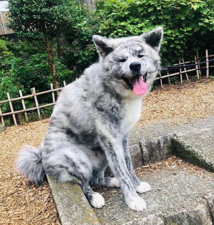 秋田犬の灰二くん