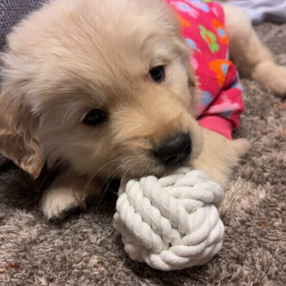 おもちゃをガジガジして遊ぶ子犬