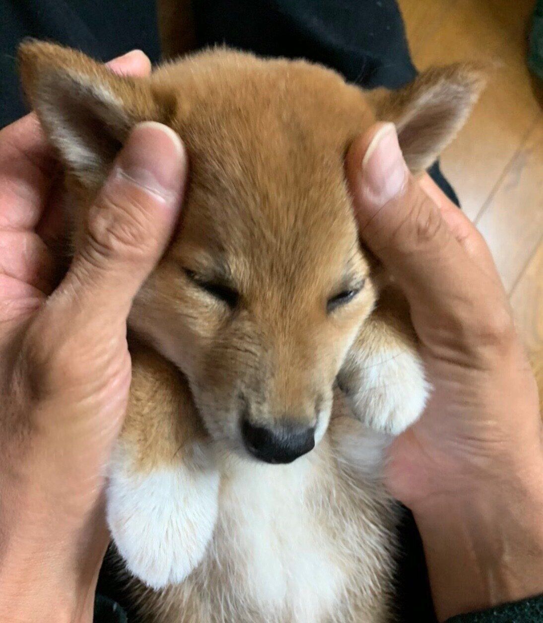 お迎えしたばかりの頃のろんくん