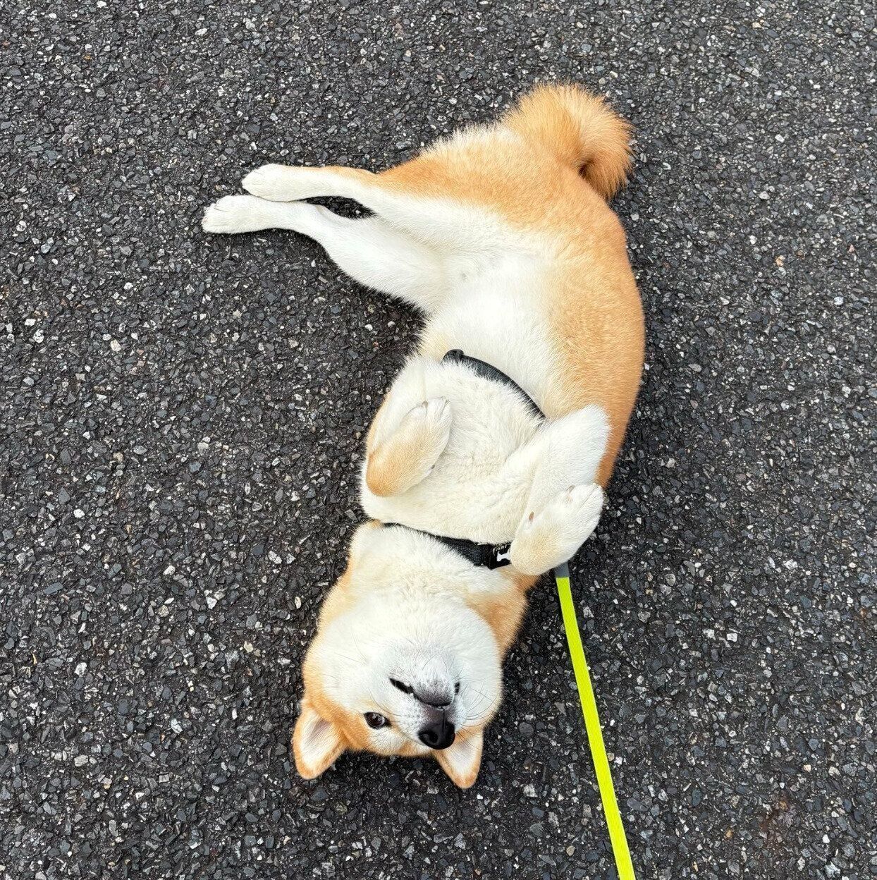 散歩中に寝転がる会長さん