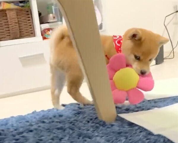 おもちゃを運ぶきなこちゃん