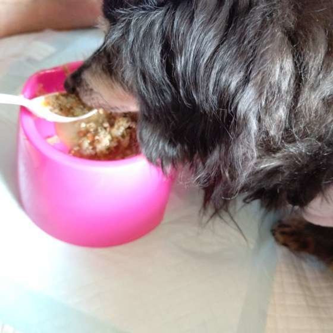 愛犬に介護が必要になったら 知っておきたい犬の食事の介護 いぬのきもちweb Magazine 愛犬に介護が必要になったら 知っておきたい犬の食事の介護 いぬのきもちweb Magazine