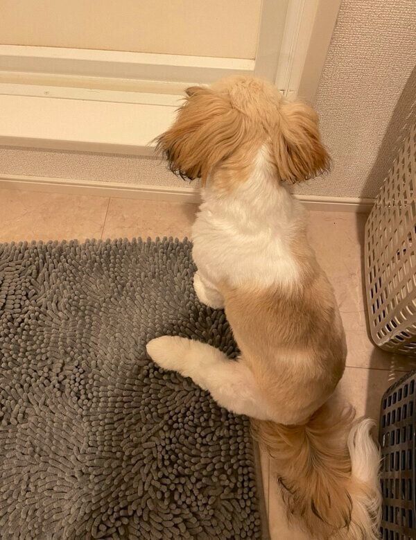 お風呂中のパパさんのことを待つおはぎちゃん