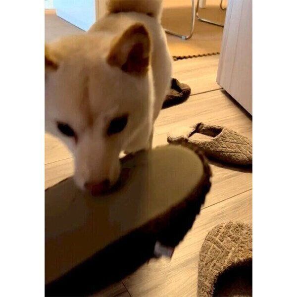スリッパをくわえてくるボスくん