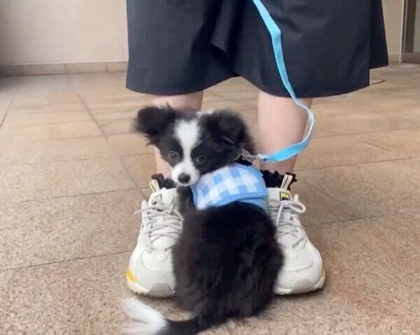 お散歩デビューをしたあるとくん