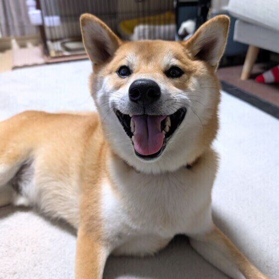 犬を悲しませる飼い主の行動とは？ 愛犬を悲しませないためにできること いぬのきもち