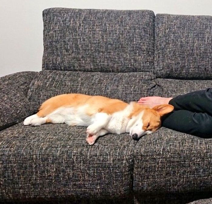 ソファで気持ちよさそうに眠るうなぎちゃん