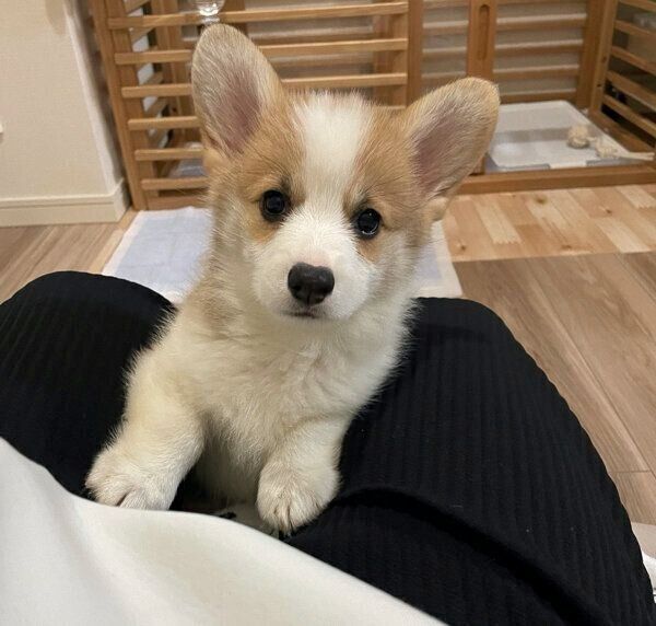 膝の上に乗ろうとするぱんちゃん