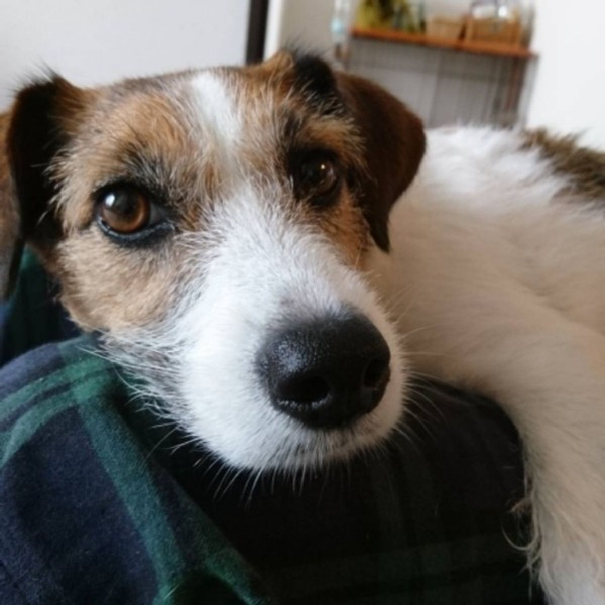 突然走り出す ときの犬のきもち エネルギー発散以外の理由とは いぬのきもちweb Magazine