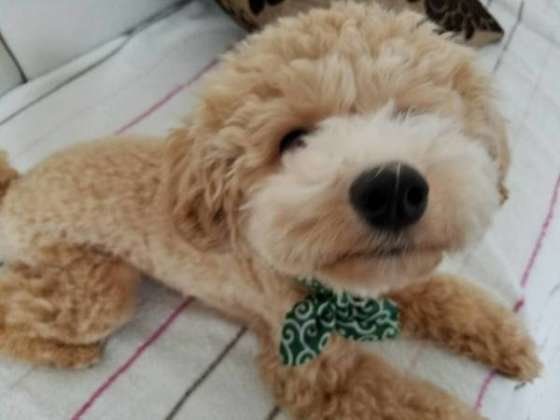 クンクンするトイプードル