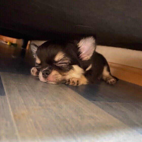 ソファの下で寝るチワワ