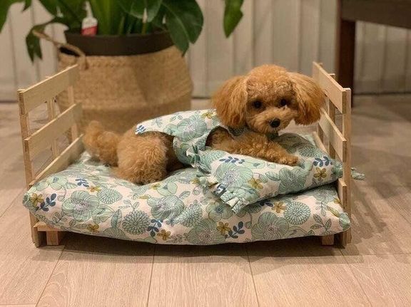 ベッドで寝る犬(オス)