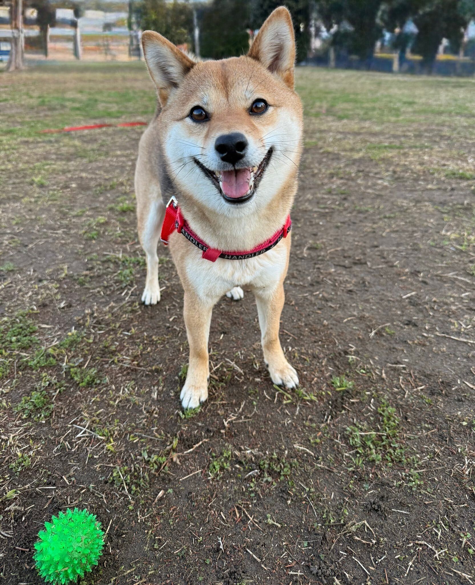 ボールで遊ぶ蘭ちゃん