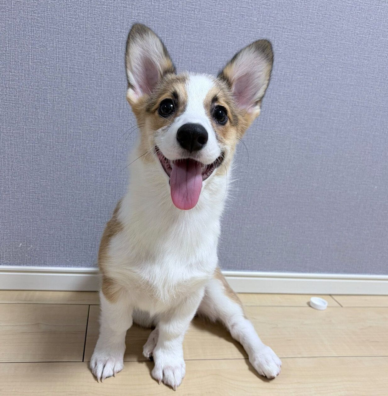見つめるぽんずちゃん