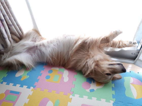 ゴールデン・レトリーバー