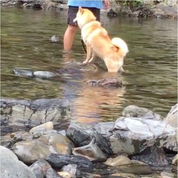 ライオンキングワンコ