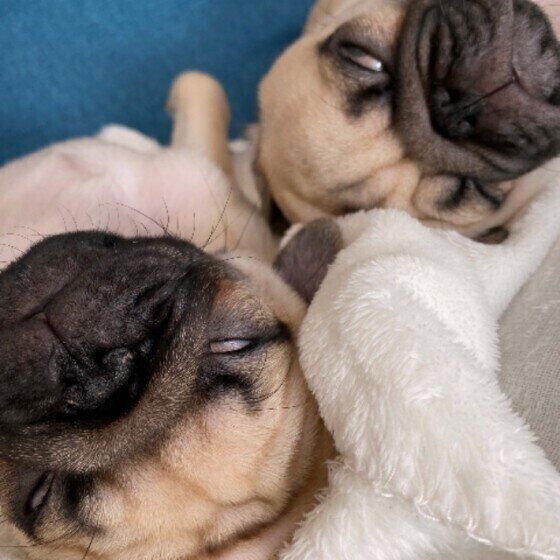 宇宙と交信中?愛犬の寝顔が、、、白目を出して寝ていても大丈夫? いぬのきもち