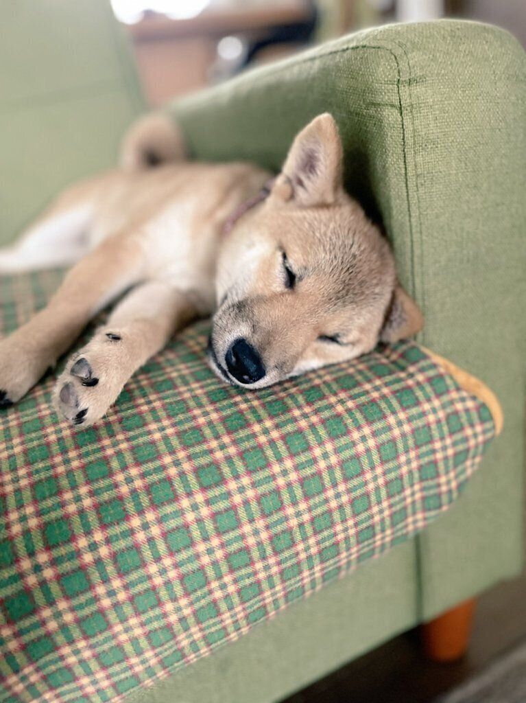 生後3カか月の犬