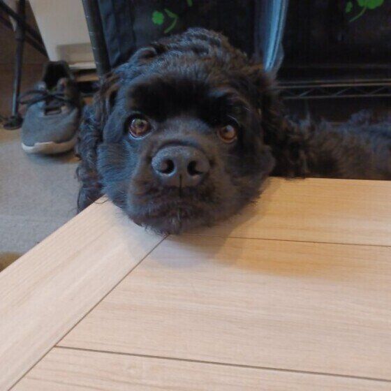 見つめるアメリカン・コッカースパニエル