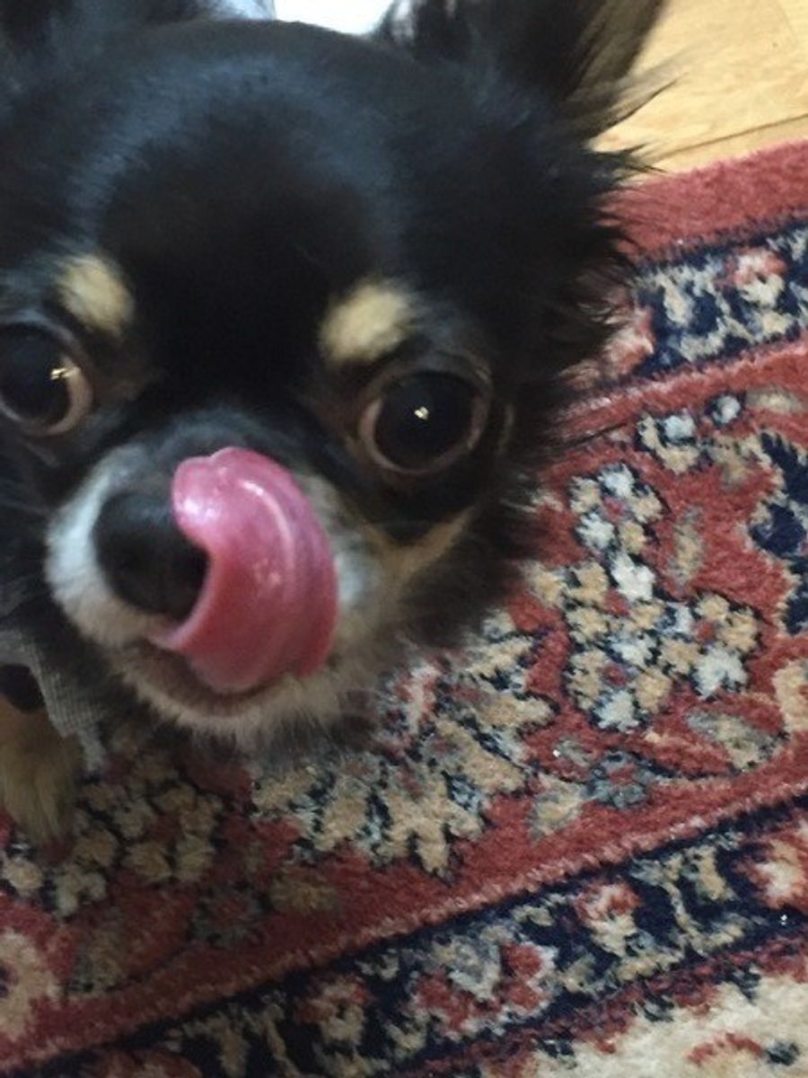 愛犬の 舌なめずり の仕草には どんな意味があるの いぬのきもちweb Magazine 愛犬の 舌なめずり の仕草には どんな意味があるの いぬのきもちweb Magazine