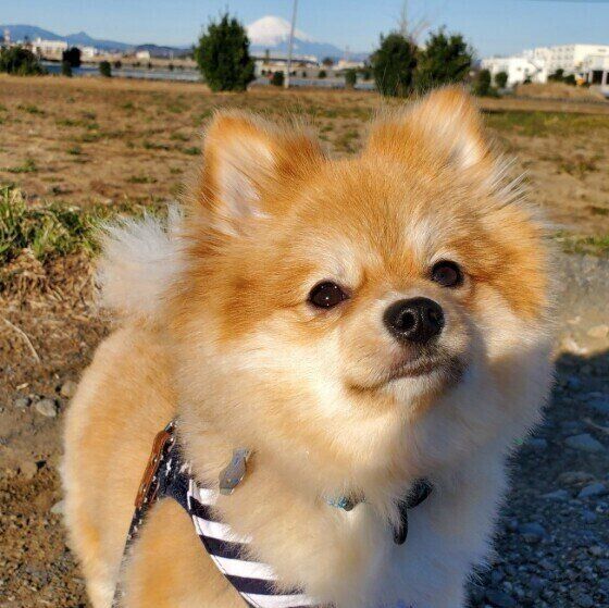 散歩するポメラニアン