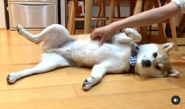 マッサージ中のラテくん