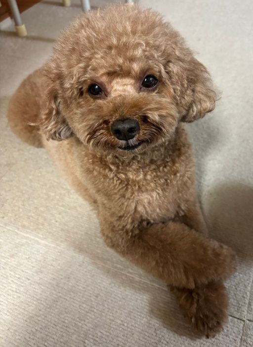 飼い主をみつめるトイプードル
